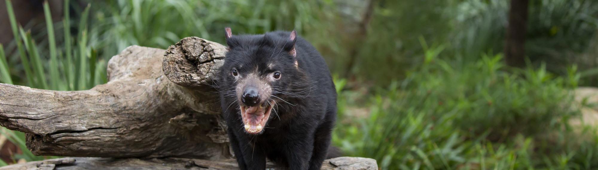 A Tasmanian Devil standing on a log with its mouth open showing its sharp teeth, with green bushy terrain in the background.