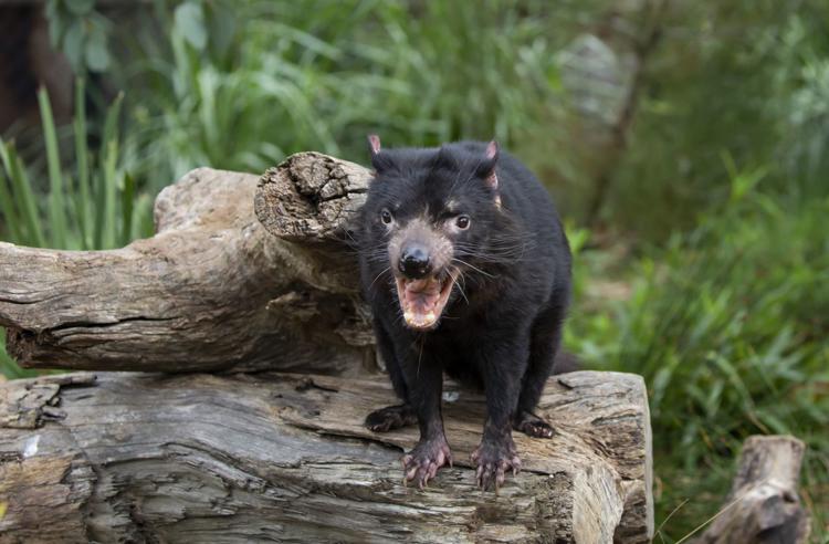 A Tasmanian Devil standing on a log with its mouth open showing its sharp teeth, with green bushy terrain in the background.
