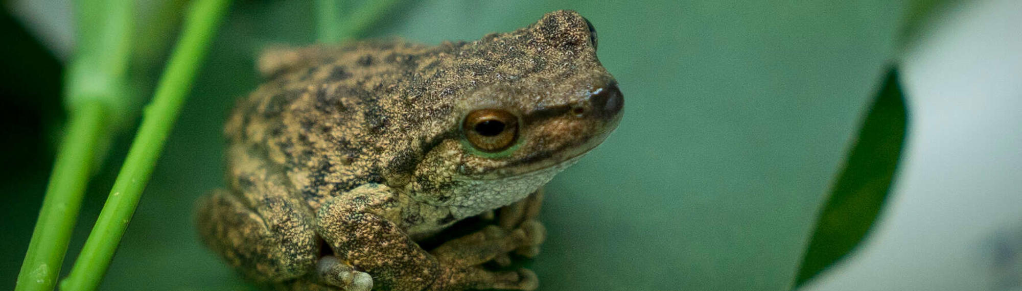 Wild caught Spotted Tree-frog adult in quarantine facility at Healesville Sanctuary, facing right while sitting on leaf.