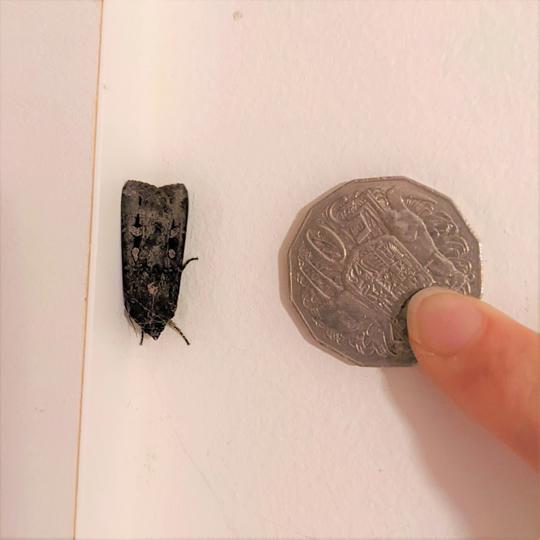 A Bogong Moth next to an Australian 50c coin being held up by a finger