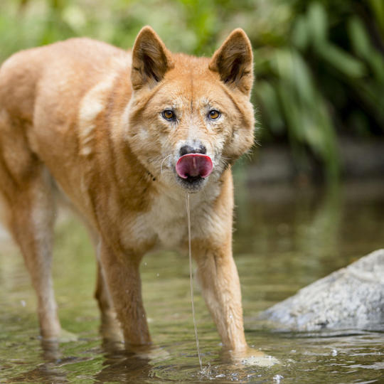 Dingo standing in water licking its lips. Water is dripping out of its mouth.