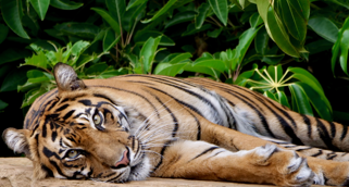 Indrah the Sumatran Tiger lying on her right side while facing the camera.
