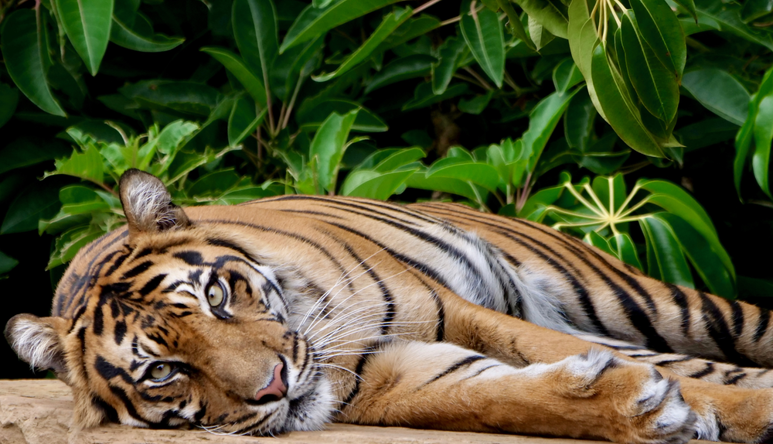 Indrah the Sumatran Tiger, lying on her right side while facing the camera.
