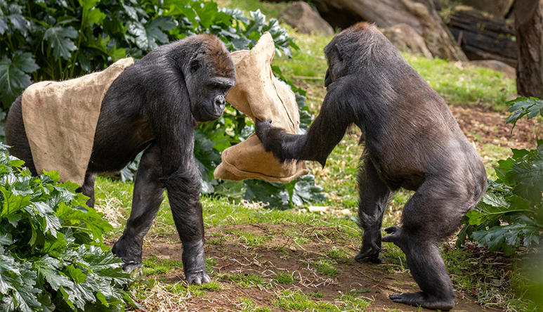 Two of the "Gorilla Girls" holding fabric sacks, facing opposite directions.