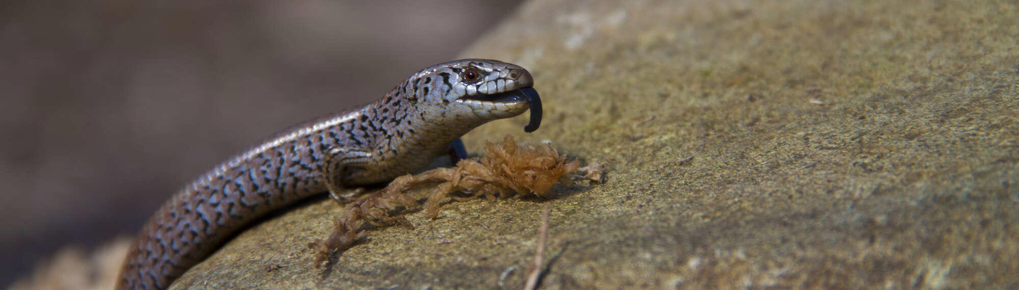 Alpine She-oak Skink, eating on a rock, facing right with tongue out.