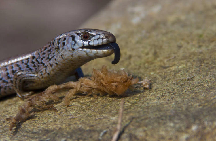 Alpine She-oak Skink, eating on a rock, facing right with tongue out.