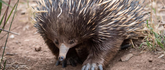 Close Up Of An Echidna, Walking Through The Dirt Towards The Left Of Camera.