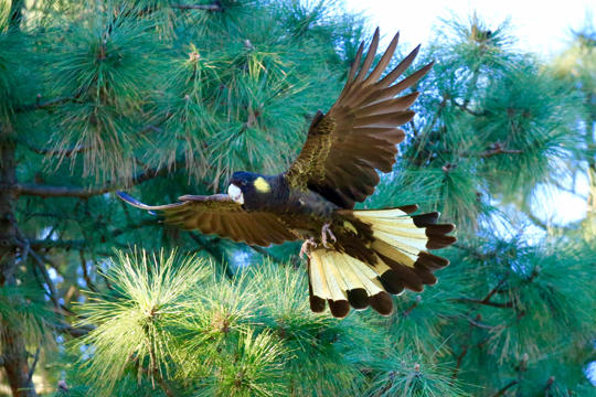 Yellow-tailed Black Cockatoo in flight at Royal Park, headed left.