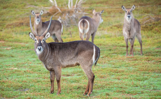 Keepers using animal specific noises to recall specific species from the savannah. Savannah Waterbuck recall training.  Male waterbuck looking at camera, females in background.