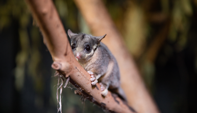 Leadbeater's Possum, clinging to a branch and looking left.