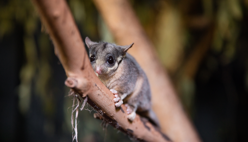 Leadbeater's Possum, clinging to a branch and looking left.