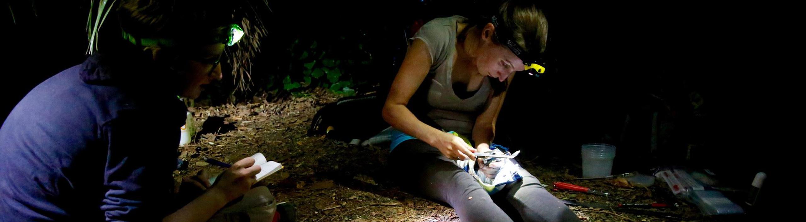 Two researchers wearing headlamps, sitting on the ground while examining Lord Howe Island Stick Insects at night time.