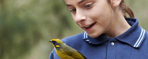 Student In Uniform Looks At Helmeted Honeyeater at Healesville Sanctuary