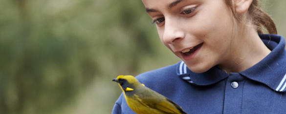 A student in uniform looks down at a Helmeted Honeyeater at Healesville Sanctuary, both facing left.