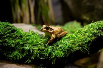A frog sits on a moist bed of moss