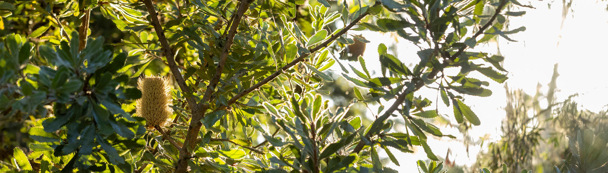 View of a Banksia robur tree against the dusk sky.
