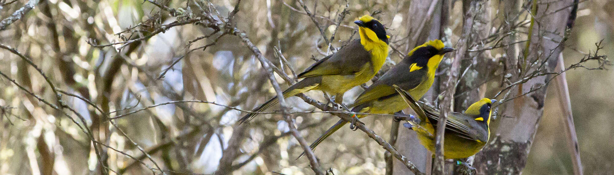 Three Helmeted Honeyeaters out in wild