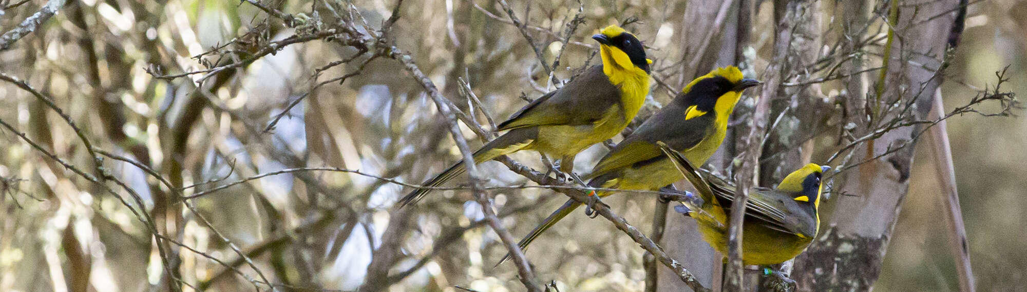 Three Helmeted Honeyeaters out in the wild, on small tree branches.