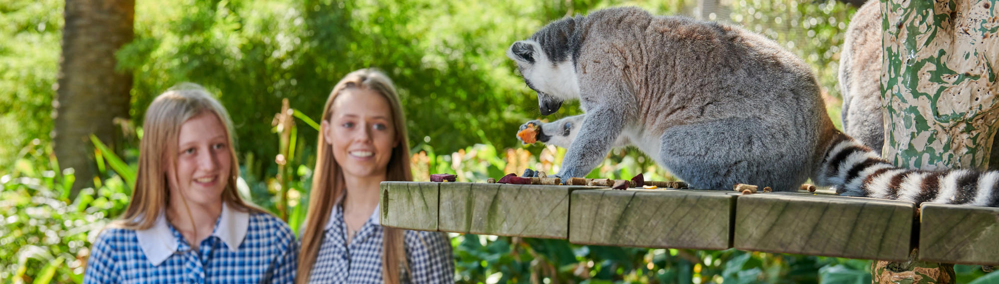 Two teen school girls dressed in blue chequered uniforms smile as they look at a lemur who is eating a piece of fruit on a platform.