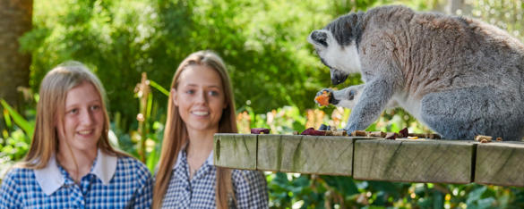 Two teen school girls dressed in blue chequered uniforms smile as they look at two Lemurs on a platform, one eating a piece of fruit.