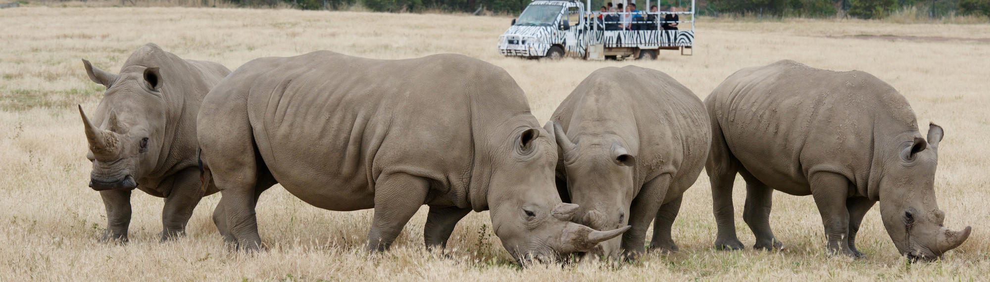 Four rhinos stand in a line eating some grass. A vehicle with people standing on it can be seen in the background watching the rhinos.