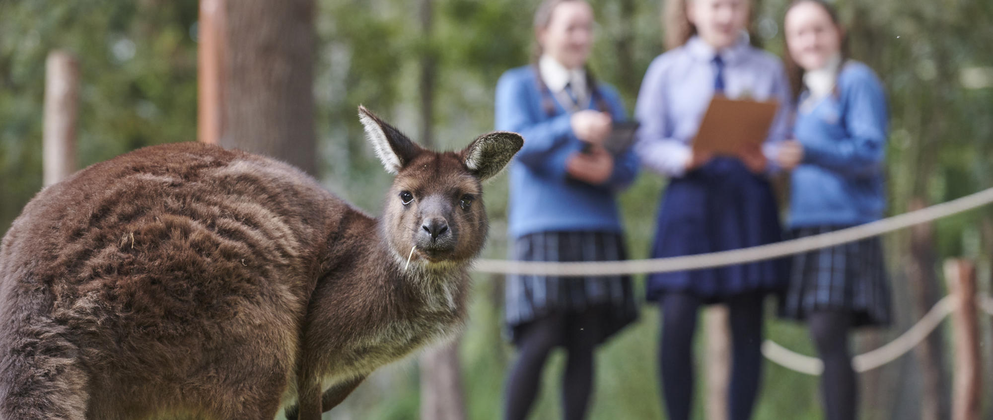 Three students do field-work with clipboards in the background, while a Red Kangaroo looks right to the camera, with grass in mouth, in the foreground.