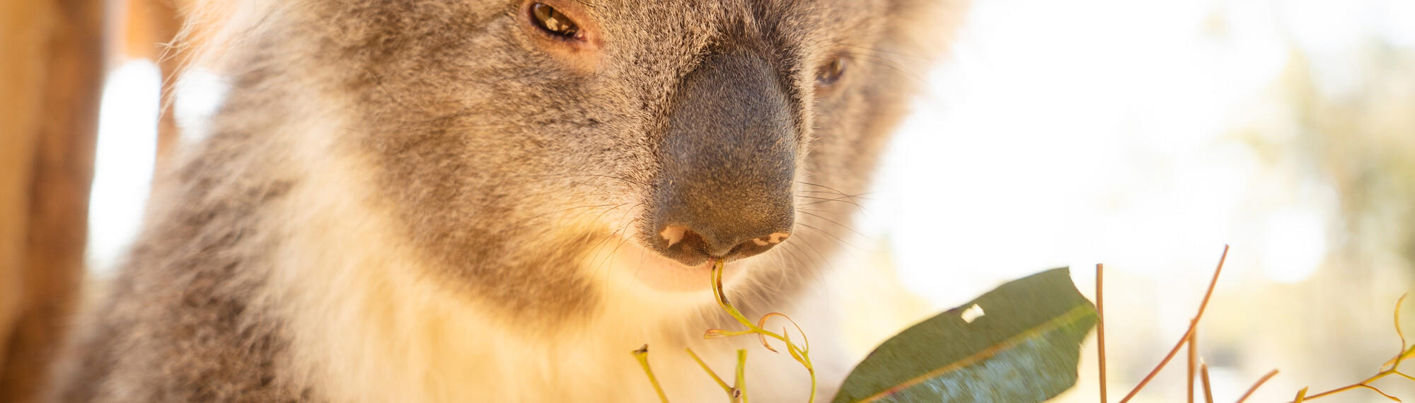 A close up of a koala's face with a big black nose and squinted brown eyes about to eat some eucalyptus leaves
