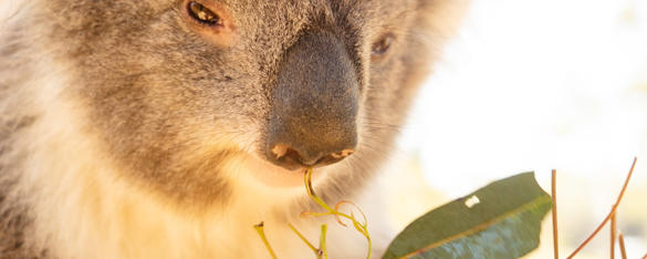 A close-up of a Koala's face, with a big black nose and squinted brown eyes, about to eat some eucalyptus leaves.