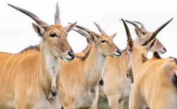 Group of Eland looking right