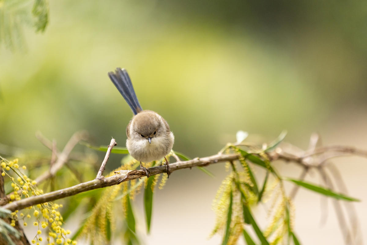 Superb Fairy-wren, wild visitor to the Land of Parrots aviary. Sitting on branch with wattle flowers, facing camera, looking slightly down..