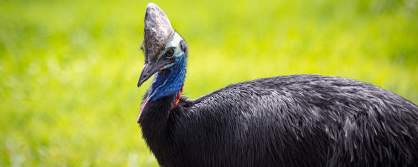Side profile view of a Southern Cassowary on green grass. It has a large horn on its head with a blue neck and dark black feathers