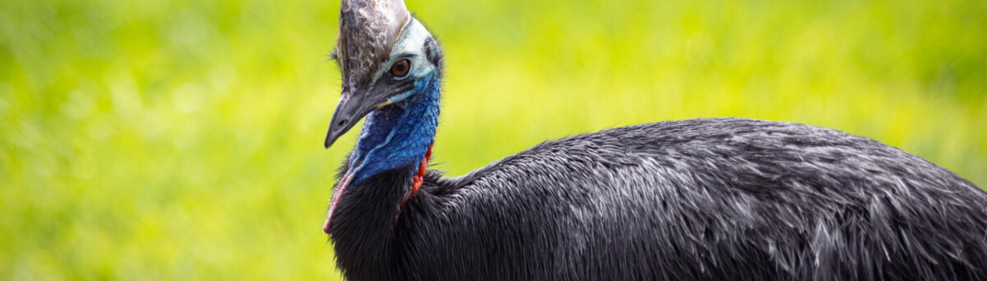 Side profile view of a Southern Cassowary on green grass. It has a large horn on its head with a blue neck and dark black feathers