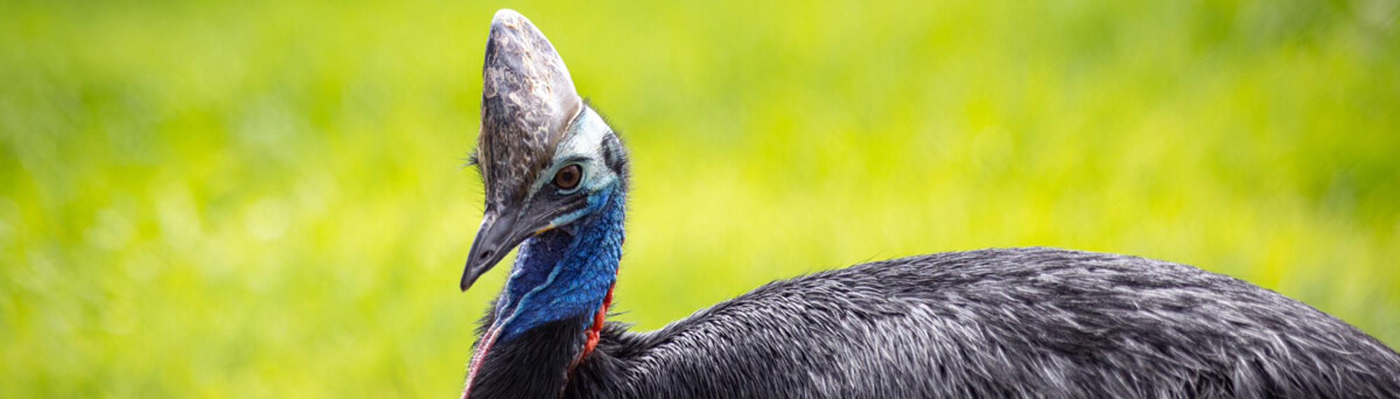 Side profile view of Southern Cassowary on green grass, with a large horn on their head, a blue neck and black plumage.
