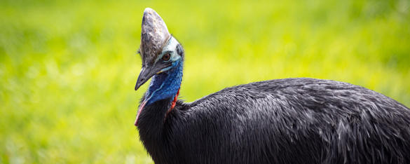 Side profile view of a Southern Cassowary on green grass, with a large horn on their head, a blue neck and black plumage.