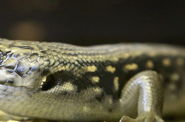 Side view of a baby Guthega Skink looking towards the left.