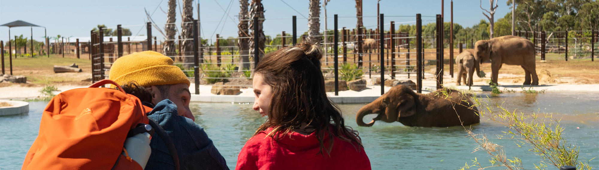 Two guests looking excitedly at each-other while facing four Elephants, one in the pool and another in the background.