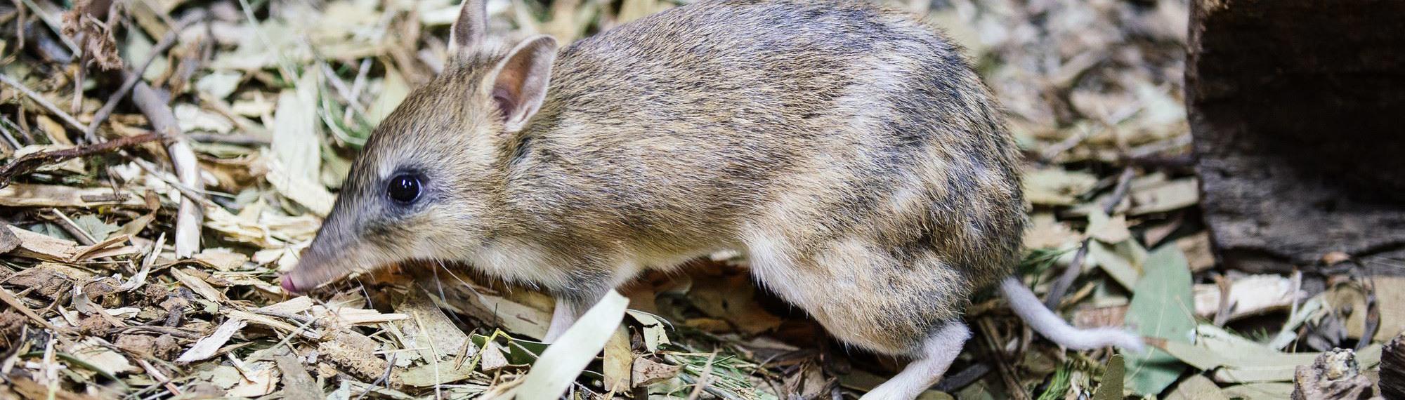 Small Eastern Barred Bandicoot, left side view, foraging in leaf litter.