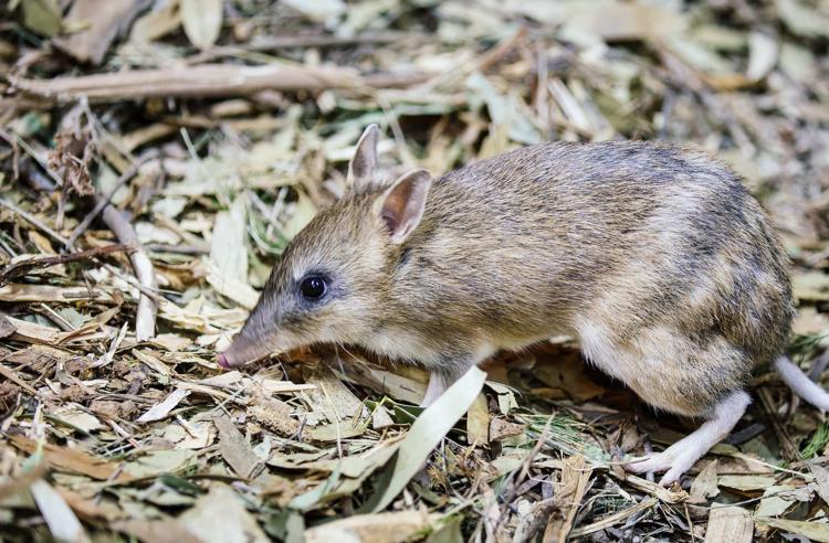 Small Eastern Barred Bandicoot, left side view, foraging in leaf litter.