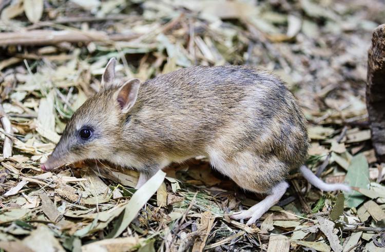 Small Eastern Barred Bandicoot side view foraging in leaf litter.