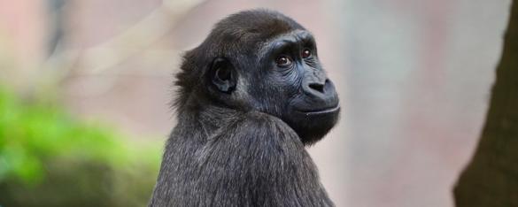 Western Lowland Gorilla Kanzi Sitting Up On Log And Looking Back Over Her Shoulder At Camera