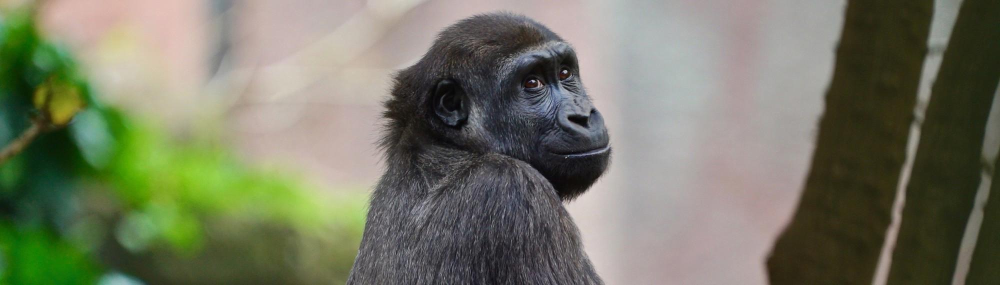 Western Lowland Gorilla Kanzi sitting up on a log and looking back over her shoulder, smiling to the camera.