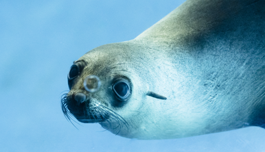 An Australian seal swimming through blue water