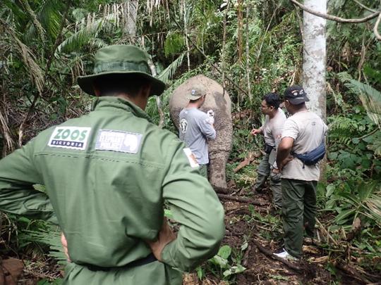 Four Philippians (one wearing a green jacket with a ZV logo) doing field-work with an Asian Elephant.
