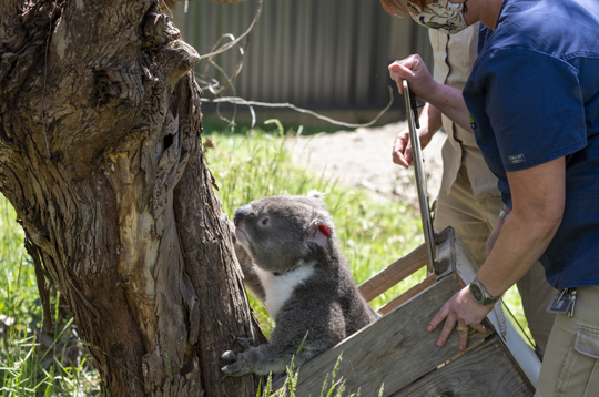 Koala climbing up a tree, from out of a wooden crate being held by a Keeper, shown from the left.