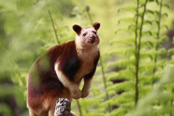 Tree kangaroo climbing in new exhibit at Kangaroo country, Healesville Sanctuary