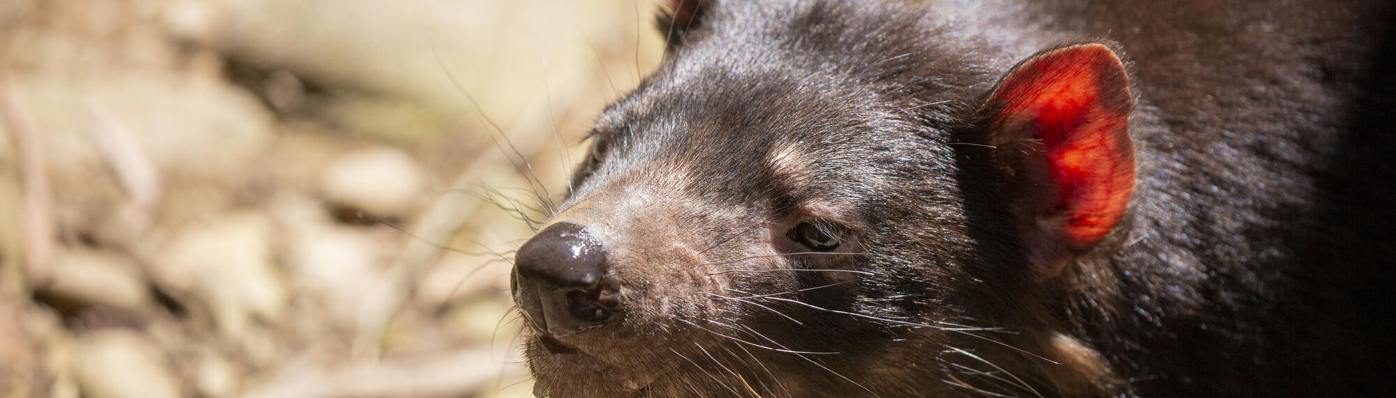 Tasmanian Devil facing left.