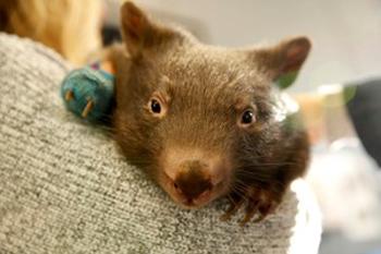 Close up of a young wombat with a bandage on its paw