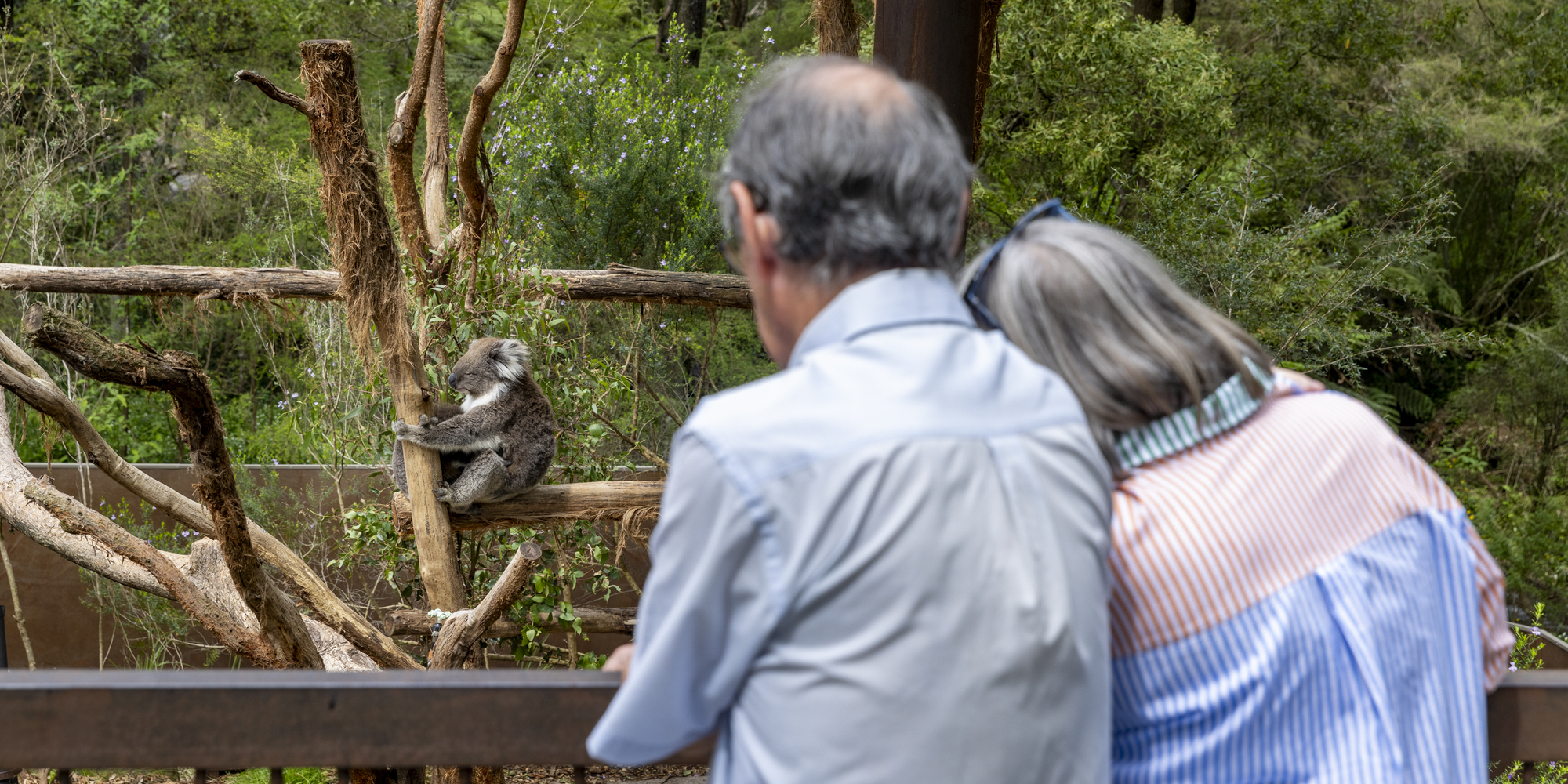 Two guests (facing away from the camera and in embrace) watch a Koala perched on a bare tree, facing left.