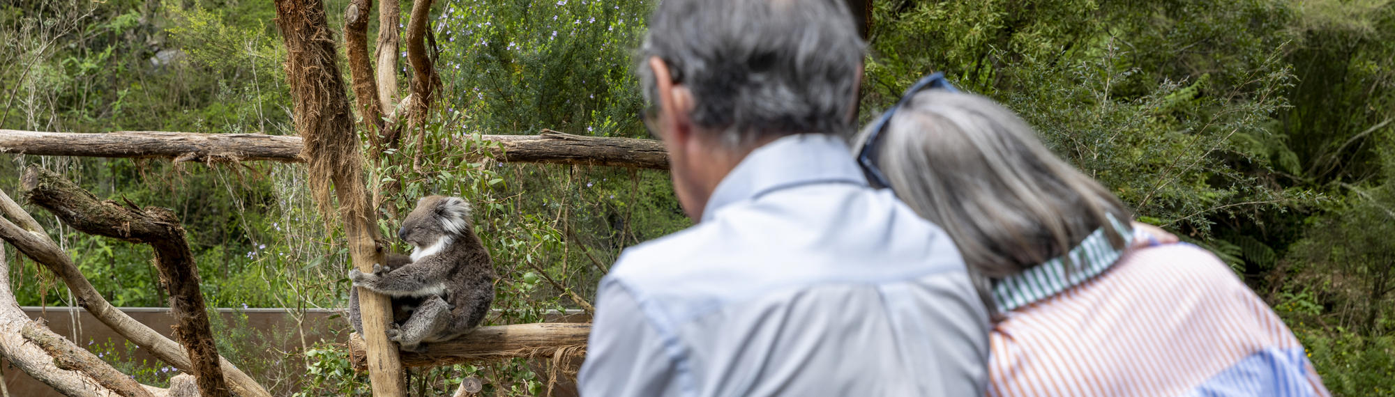 Two guests (facing away from the camera and in embrace) watch a Koala perched on a bare tree, facing left.