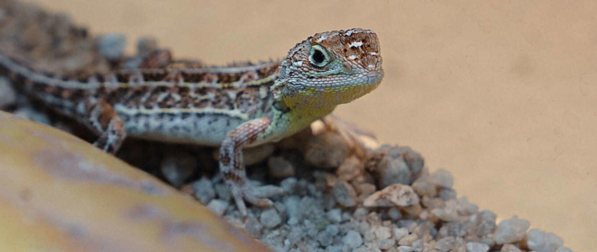 Close-up Victorian Grassland Earless Dragon, facing right against their habitat window.